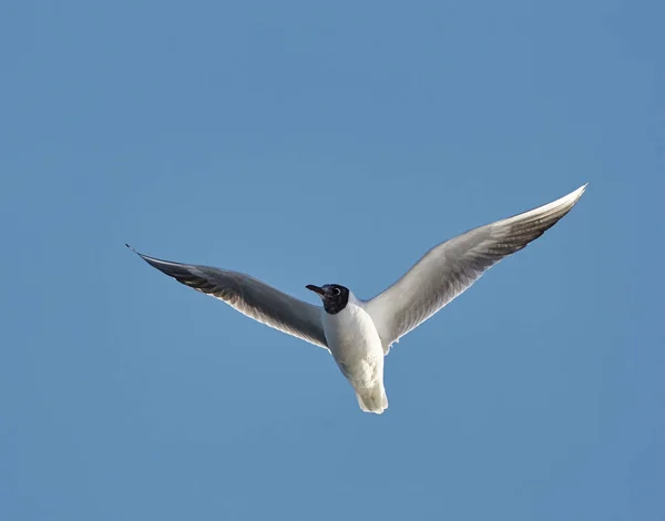 Black headed gull in flight — Stock Photo, Image