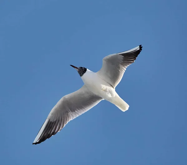 Hitam berkepala burung camar dalam penerbangan — Stok Foto