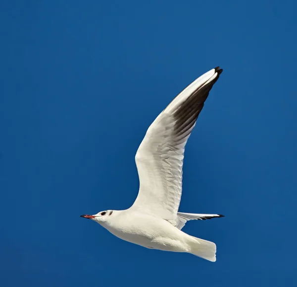 Black headed gull in flight — Stock Photo, Image