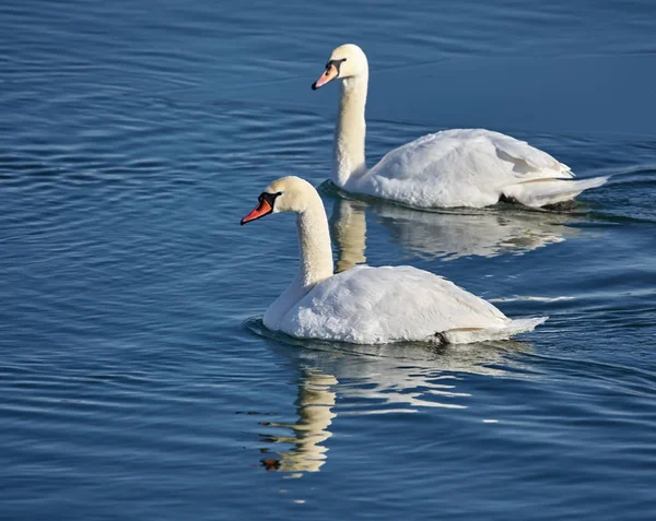 Nehri üzerinde beyaz kuğu — Stok fotoğraf