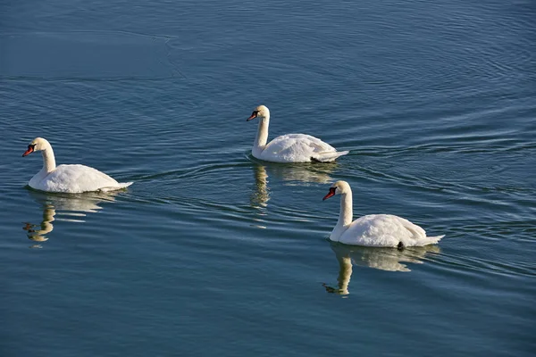 Cisnes blancos en el río — Foto de Stock