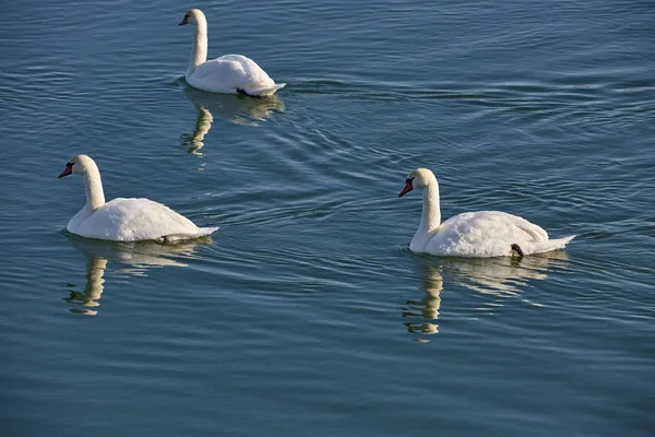 Nehri üzerinde beyaz kuğu — Stok fotoğraf