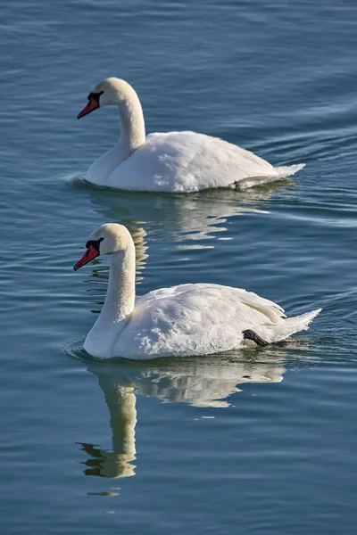 Cisnes blancos en el río — Foto de Stock