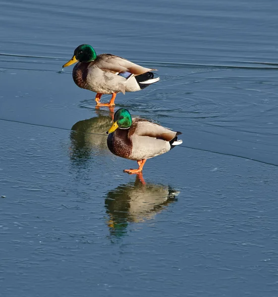 Mannelijke mallards op rivier — Stockfoto