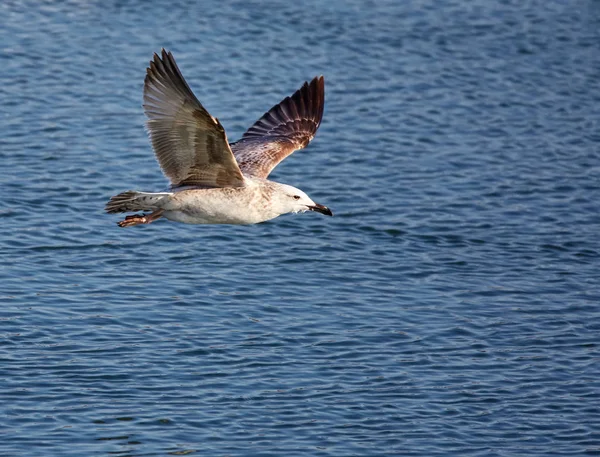 Caspian gull in flight — Stock Photo, Image