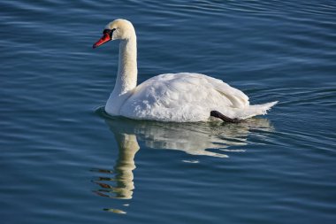 Soğuk bir nehirde Yüzme Kuğu