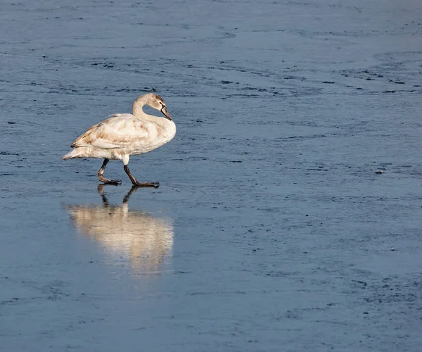 天鹅在冰冻的河面上行走 — 图库照片