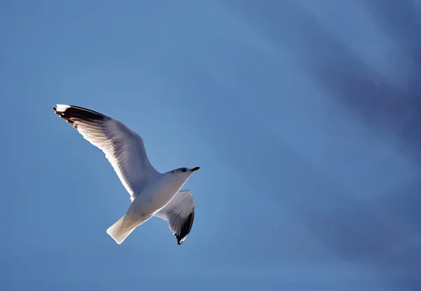 欧洲鲱鱼海鸥在飞行 — 图库照片