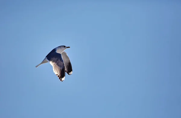 Gabbiano aringa europea in volo — Foto Stock