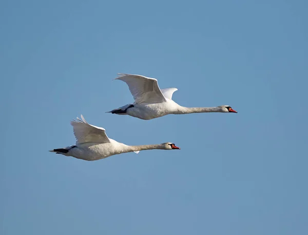 Лебеди, летящие в голубом небе — стоковое фото