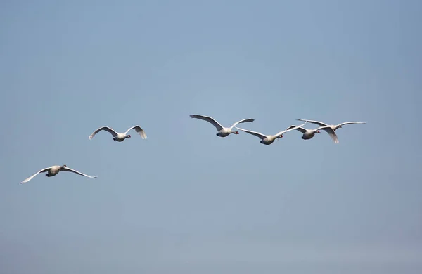 Cisnes voando contra o céu azul — Fotografia de Stock
