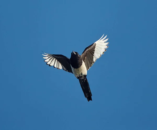 European magpie in flight — Stock Photo, Image