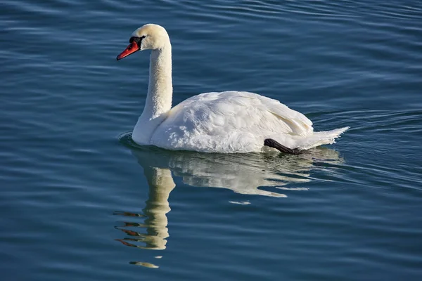 Swan swimming on a cold river — Stock Photo, Image