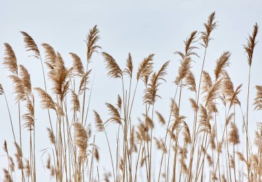 Rüzgar Rüzgarlar Reed