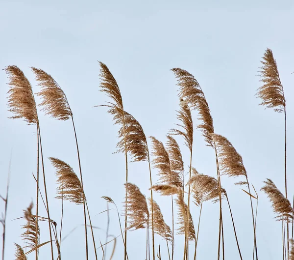 Reed σε ριπές ανέμου — Φωτογραφία Αρχείου