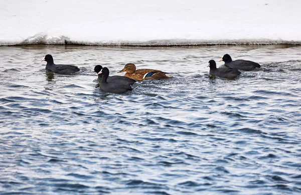 Group of eurasian coots and duck — Stock Photo, Image