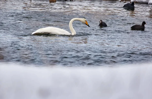 Whopper swan i łyski — Zdjęcie stockowe