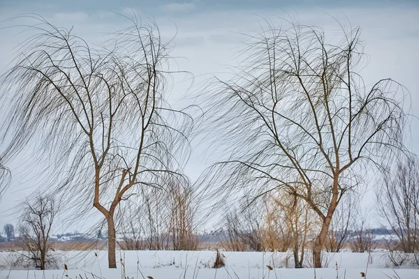 Weeping willow träd — Stockfoto