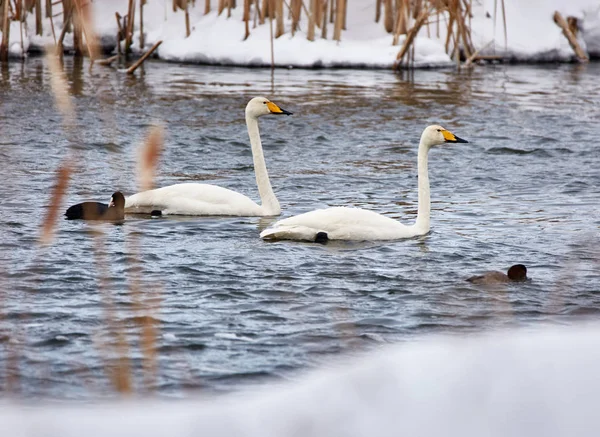 Whopper swans and coots swimming — Stock Photo, Image