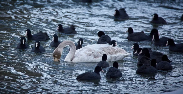 Whopper swan and eurasian coots — Stock Photo, Image