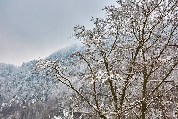 Bellissimo paesaggio invernale — Foto Stock