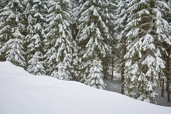 Landschap met bomen bedekt met sneeuw — Stockfoto