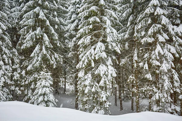 Paisagem com árvores cobertas de neve — Fotografia de Stock