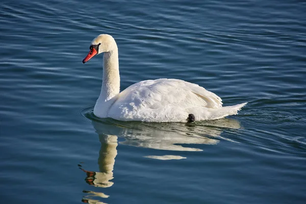 Cisne nadando em um rio — Fotografia de Stock