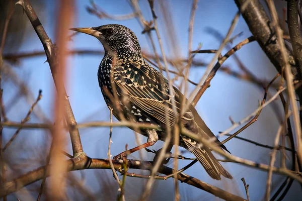 Starling uppflugen i en buske — Stockfoto
