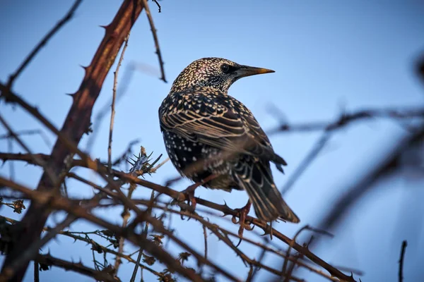 Starling perched in a bush — Stock Photo, Image