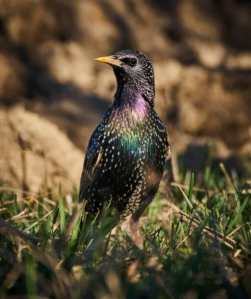 Sığırcık kuşu çim