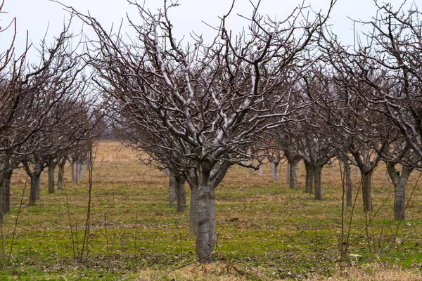 Fruktträdgård med plommonträd — Stockfoto