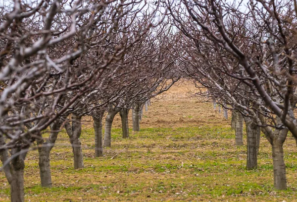 Orchard with plum trees — Stock Photo, Image
