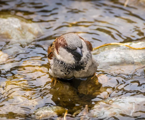 Male sparrow bathing — Stock Photo, Image