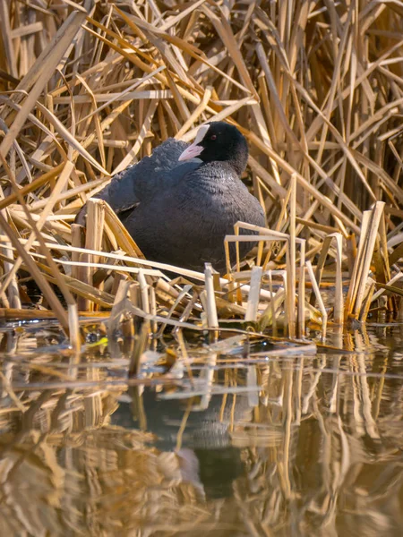 Eurasian coot nesting — Stock Photo, Image