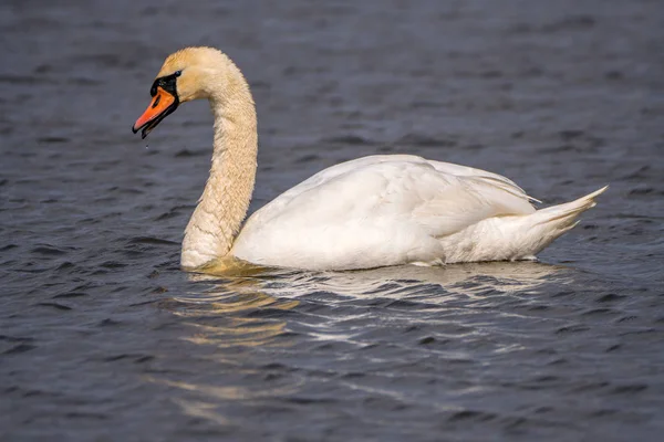 Cisne nadando en un lago — Foto de Stock