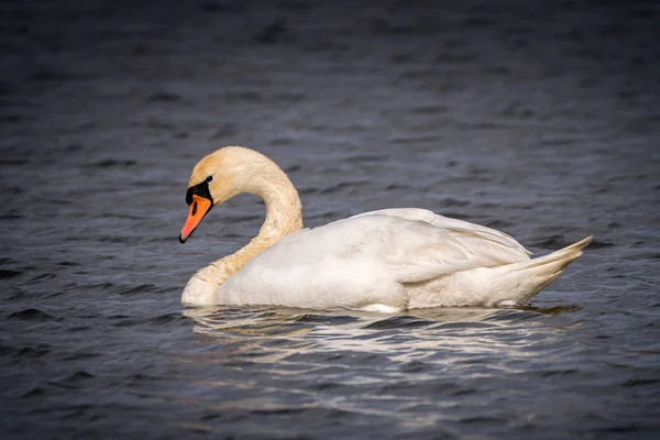 Cisne nadando en un lago — Foto de Stock