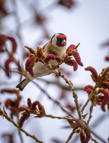 Goldfinch utfodring på frön — Stockfoto