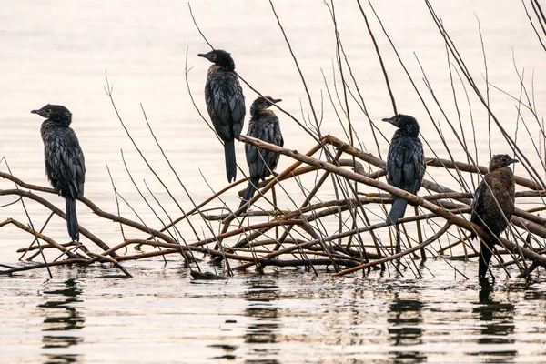 Group of juvenile cormorants — Stock Photo, Image