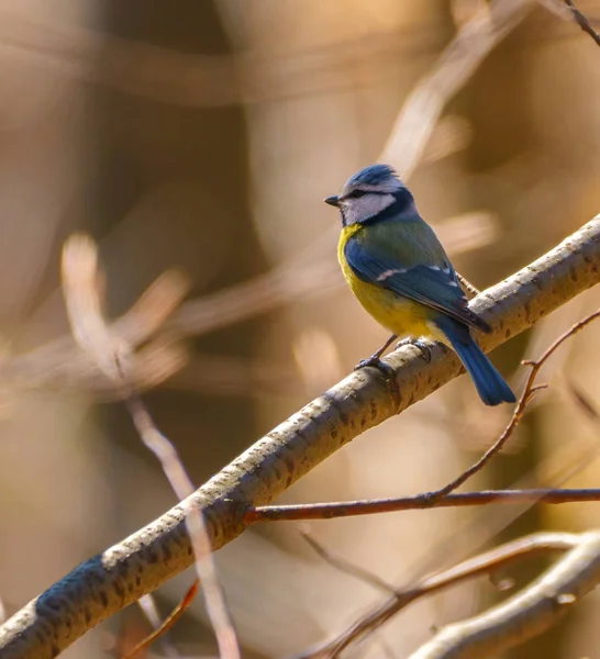 Blaumeise hockt auf einem Zweig — Stockfoto