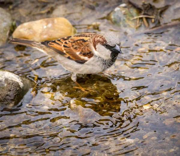 Sperlingsmännchen baden — Stockfoto