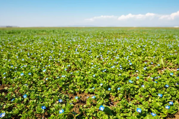 Field of blue flowers — Stock Photo, Image