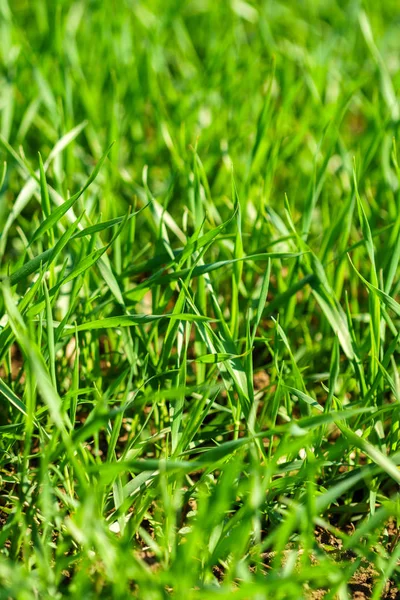 Крупный план травы — стоковое фото
