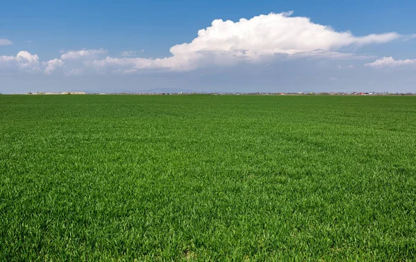 Травяное поле с облаками и небом — стоковое фото