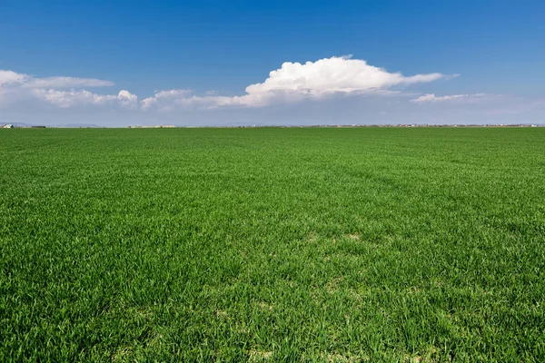 Campo de grama com nuvens e céu — Fotografia de Stock