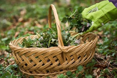 Kadın malzeme çekme nettles sepeti