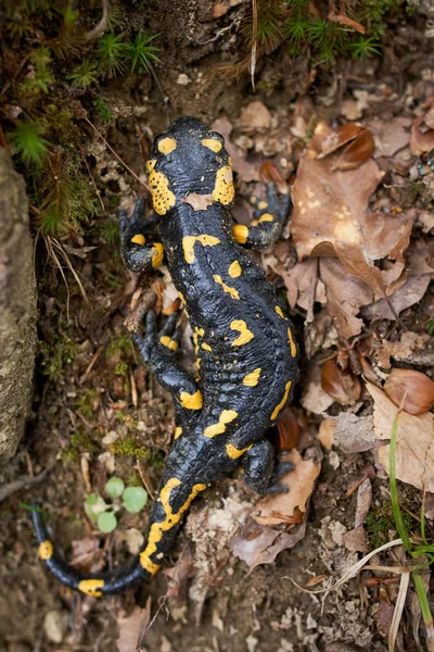 Salamandra maculata gialla — Foto Stock