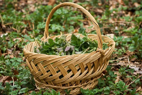 Basket of nettles on forest floor — Stock Photo, Image