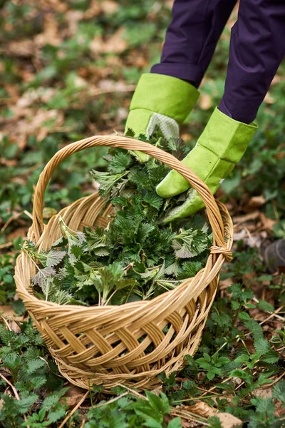 Woman picking nettles in basket — Stock Photo, Image