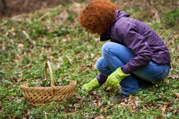 Frau pflückt Brennnesseln im Korb — Stockfoto